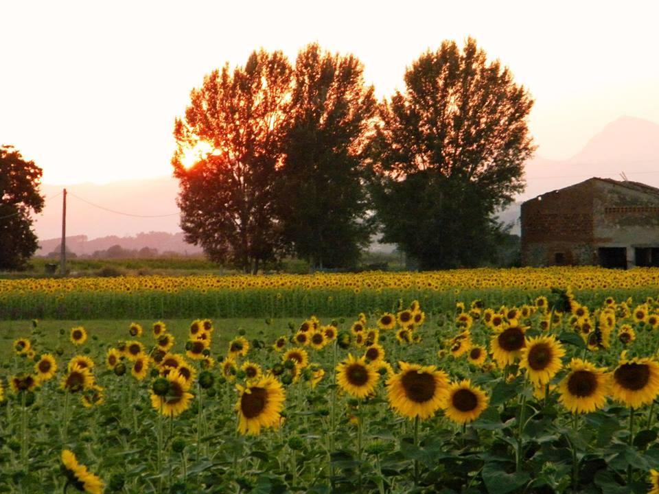 Agriturismo Settepassi Tuscany Ponte Buggianese Ngoại thất bức ảnh